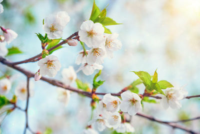 Close-up of white cherry blossoms in spring