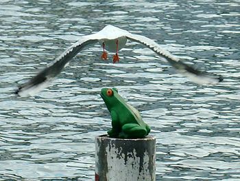 Birds in water