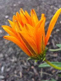 Close-up of yellow flower