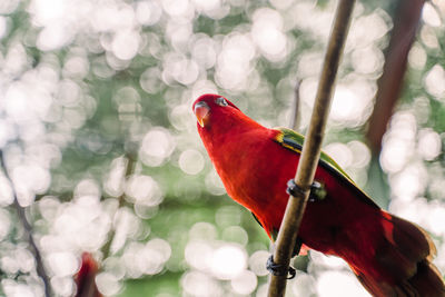 Close-up of a bird perching on branch