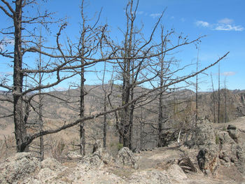 Bare trees on landscape against sky