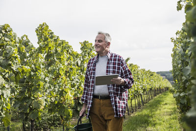 Smiling senior farm worker with tablet pc and bucket in vineyard