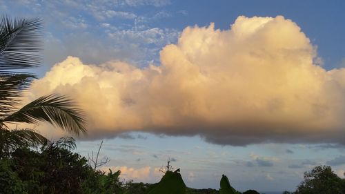 Low angle view of palm trees against sky