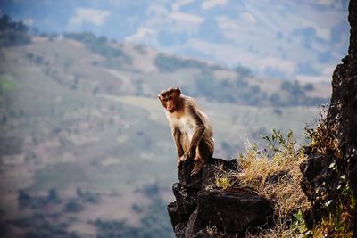 Monkey sitting on rock