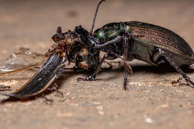 Close-up of insect