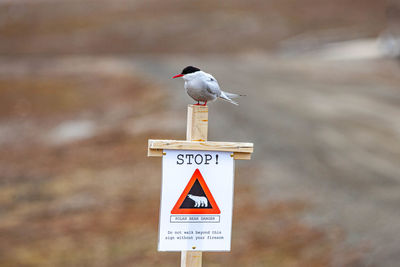 Arctic tern in ny alesund, svalbard