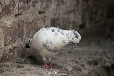 Close-up of bird perching on rock against wall