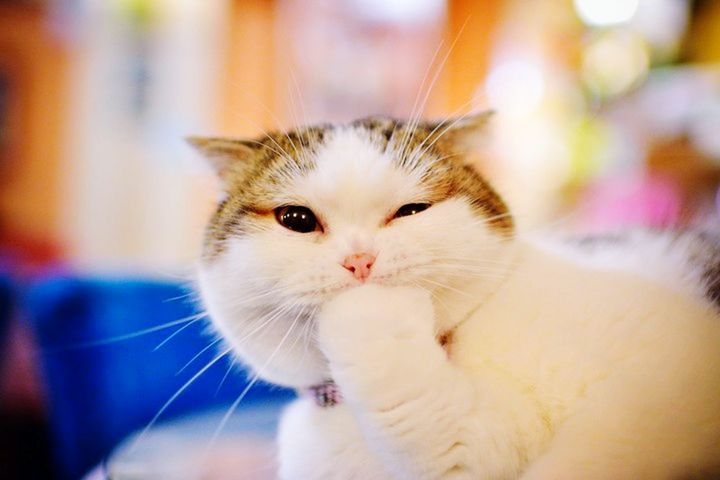 domestic cat, pets, one animal, animal themes, cat, domestic animals, feline, mammal, whisker, focus on foreground, close-up, looking at camera, portrait, indoors, part of, animal head, one person, kitten, person