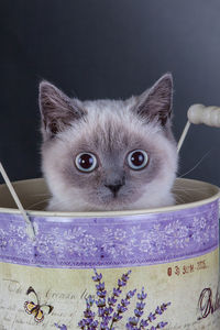 Close-up portrait of a cat