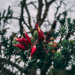 Close-up of red flowering plant