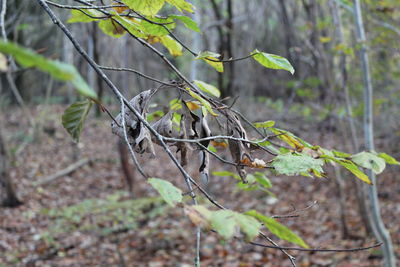 Close-up of bird on branch