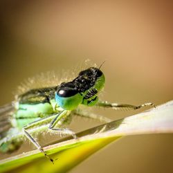 Close-up of spider on plant