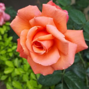 Close-up of rose flower