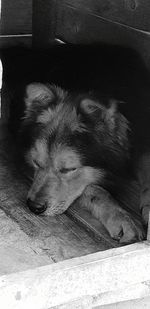 Close-up of dog sleeping