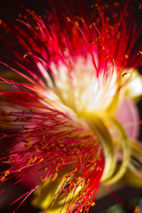 Close-up of red flowering plant