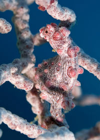 Close-up of coral in sea