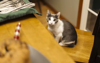 Portrait of cat sitting