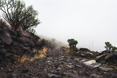 Surface level of trees against clear sky