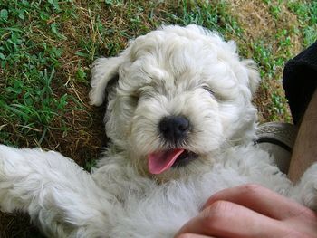 dog
