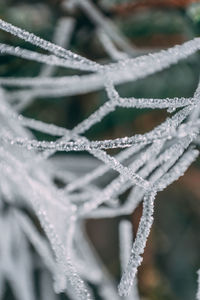 Close-up of frozen plant