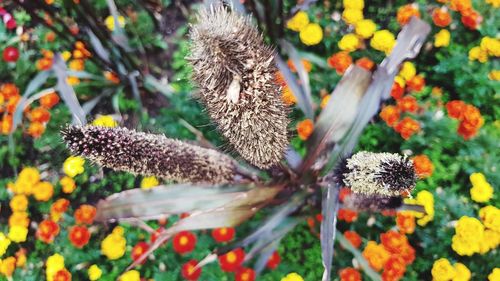 Close-up of flowering plant