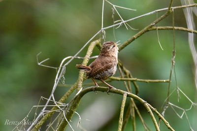 Close-up of bird perching on branch