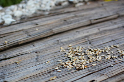 Close-up of wooden surface