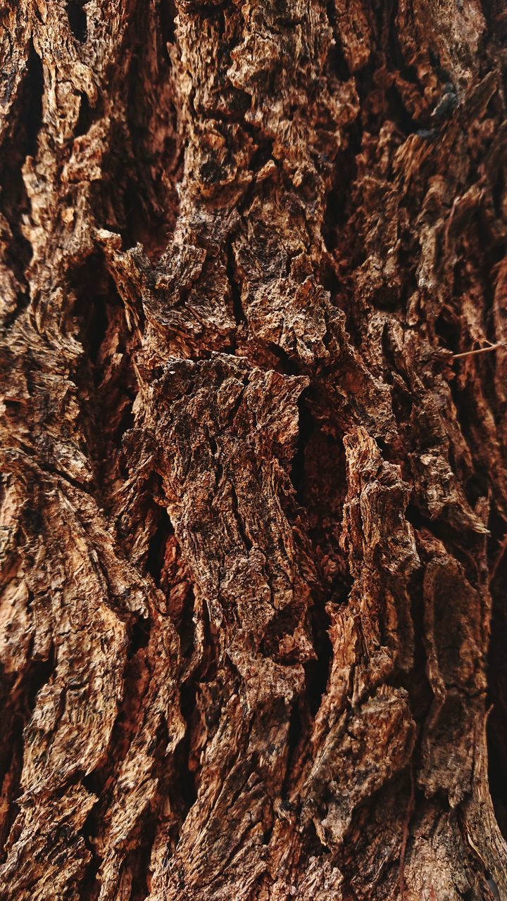 CLOSE-UP OF TREE TRUNK