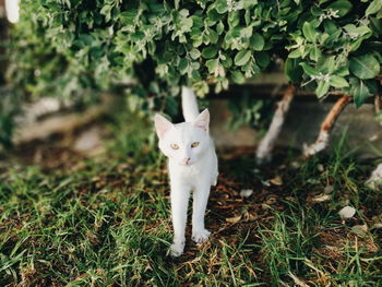 Cat looking away on field