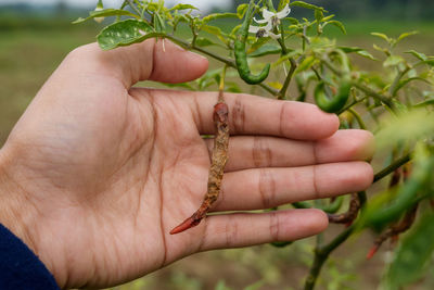 Close-up of hand holding rotten chilli 