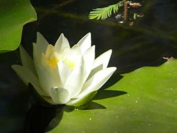 Close-up of white flower floating on water