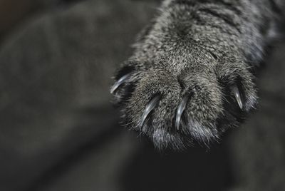 Close-up of cat paw