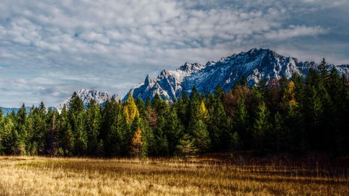 Pine trees in forest against sky