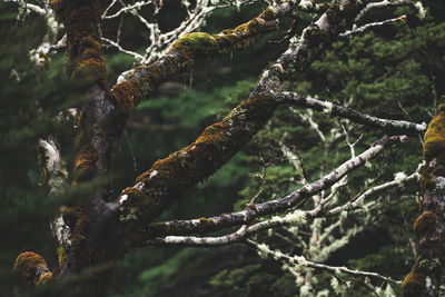 Moss covered branches in a dark rainforest.