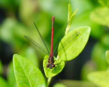 Close-up of insect on plant