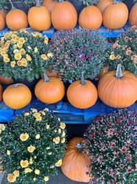 High angle view of pumpkins for sale at market