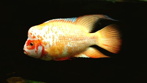 Close-up of fish against black background