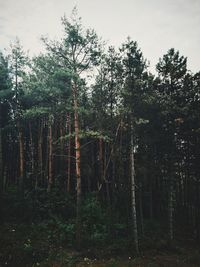 Trees in forest