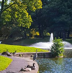 Pond in park