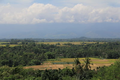Scenic view of agricultural field against sky