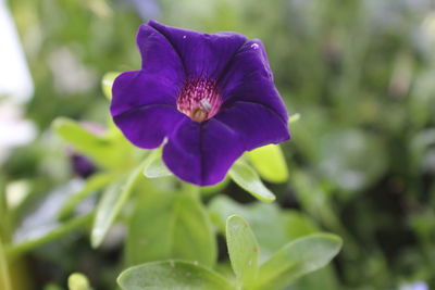 Close-up of purple flower blooming outdoors