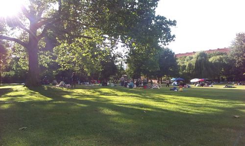 Trees in park