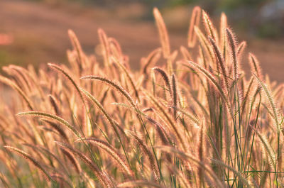 Close-up of stalks in field