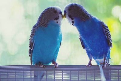 Close-up of birds perching on floor