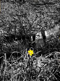 Yellow flowering plant on field