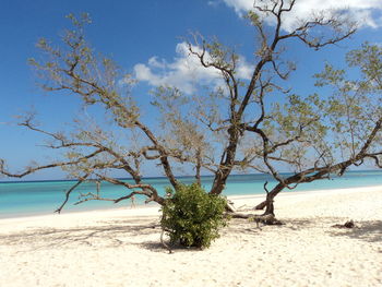 Tree on beach against sky