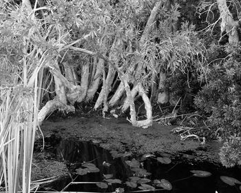 Plants and trees in water