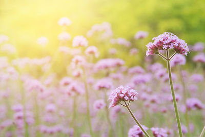 Close-up of pink flowering plant on field