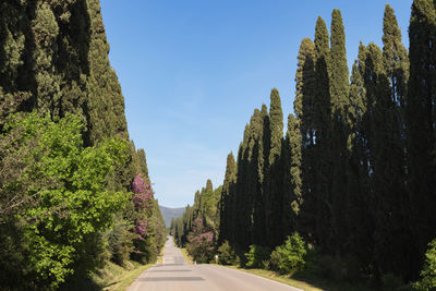 Road amidst trees against sky