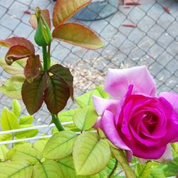 Close-up of pink flowers